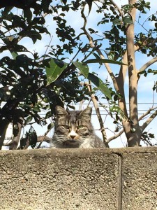 Cat overthe wall 20150228
